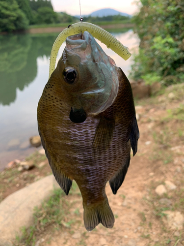 ブルーギルの釣果