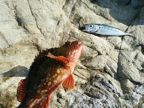 サバの釣果