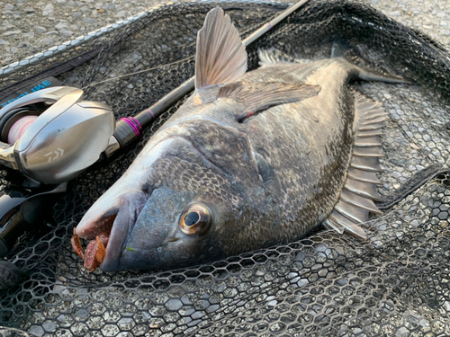 チヌの釣果