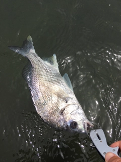 キビレの釣果