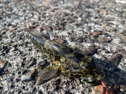 アナハゼの釣果