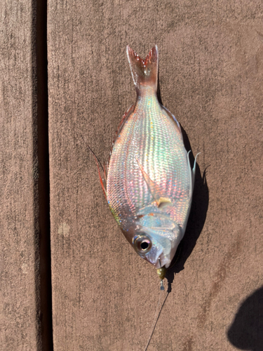 チダイの釣果