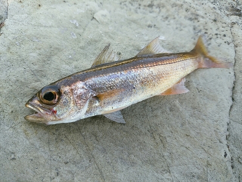 ムツの釣果