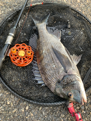 クロダイの釣果