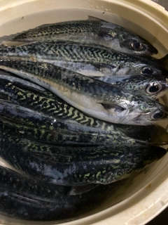 サバの釣果