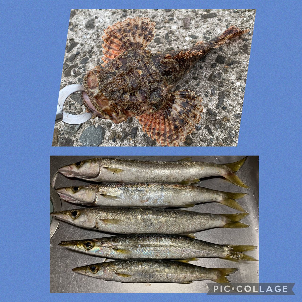 カマス