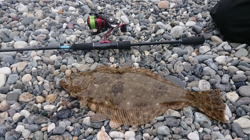 ソゲの釣果