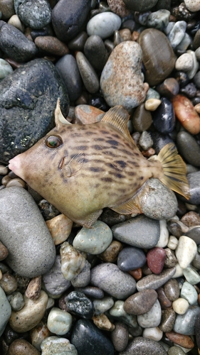 カワハギの釣果