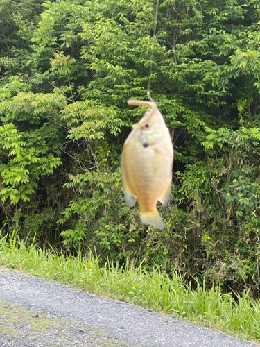 ブルーギルの釣果