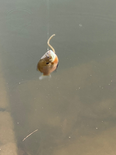 ブルーギルの釣果