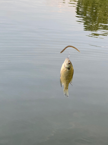 ブルーギルの釣果