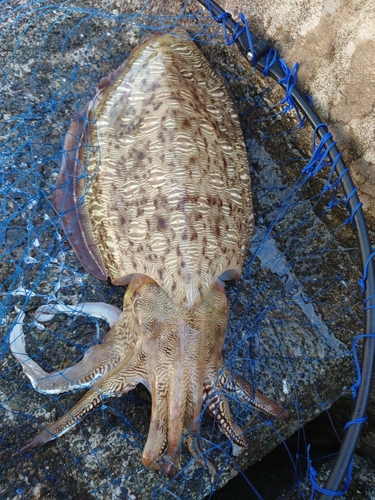 モンゴウイカの釣果