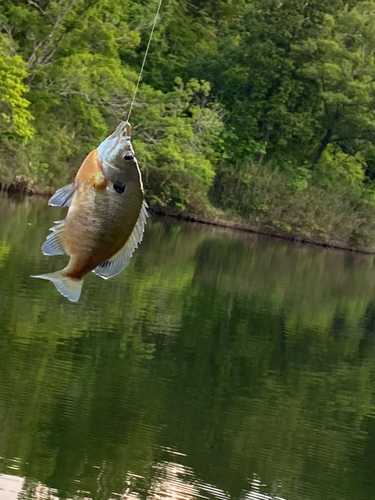 ブルーギルの釣果