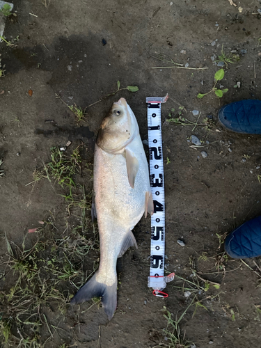 ソウギョの釣果