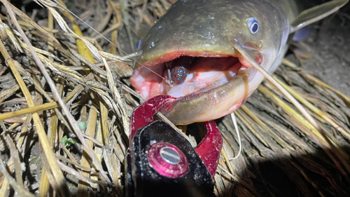 ナマズの釣果