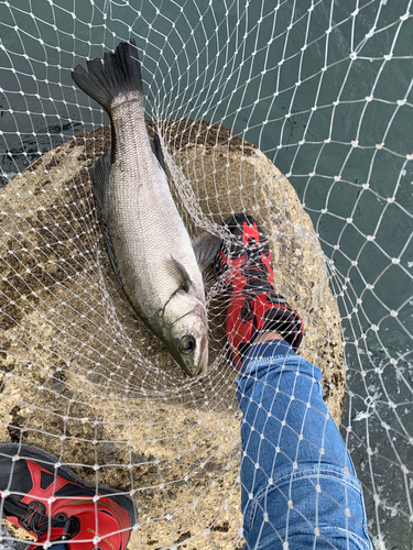 ヒラスズキの釣果