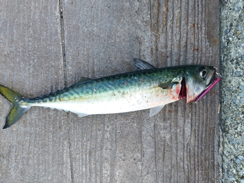 サバの釣果