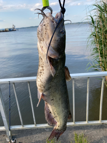 アメリカナマズの釣果