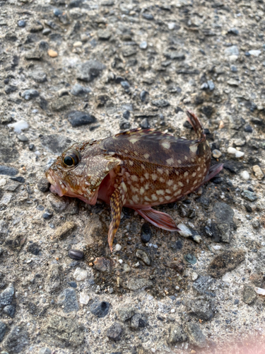 カサゴの釣果