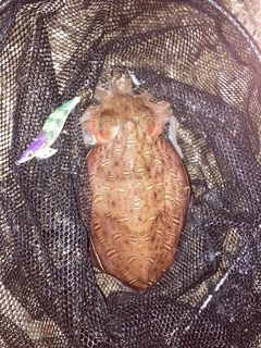 モンゴウイカの釣果