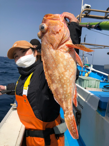 ウッカリカサゴの釣果