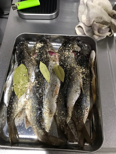 イワナの釣果