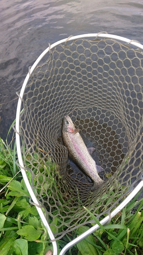 ニジマスの釣果