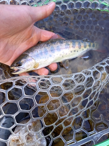 ヤマメの釣果