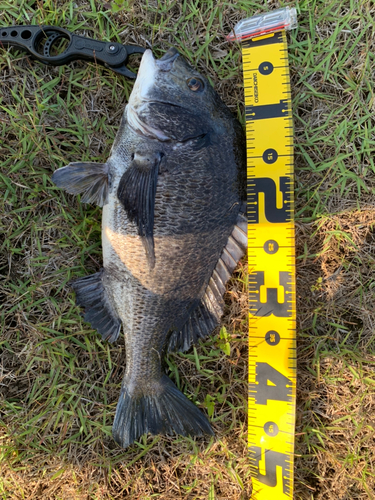 チヌの釣果