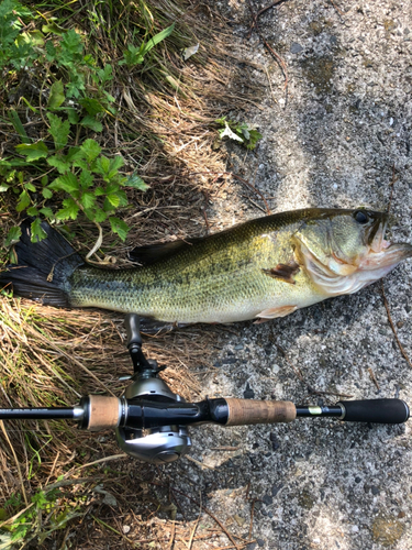 ブラックバスの釣果