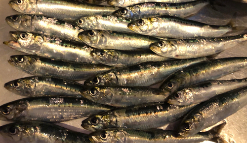 イワシの釣果