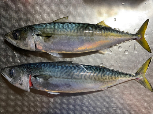 サバの釣果