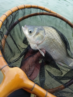 ヘラブナの釣果