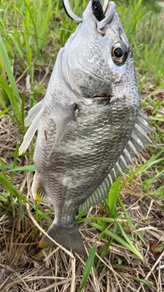 キビレの釣果