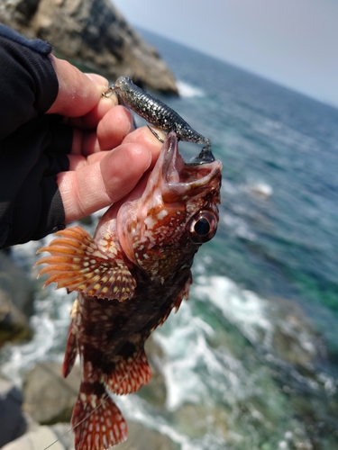 アラカブの釣果