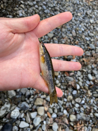 アブラハヤの釣果