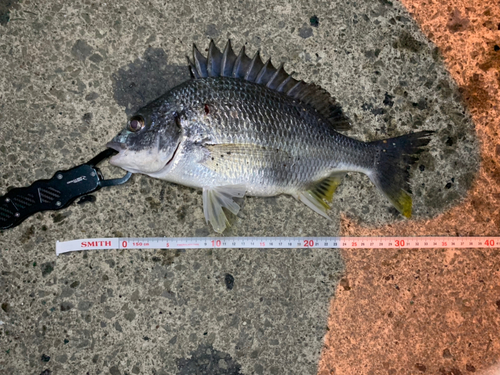 キビレの釣果