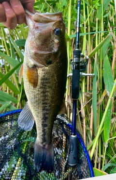 ブラックバスの釣果