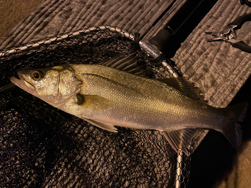 スズキの釣果