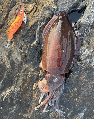 モンゴウイカの釣果