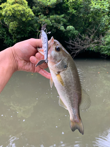 ラージマウスバスの釣果