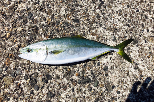 イナダの釣果