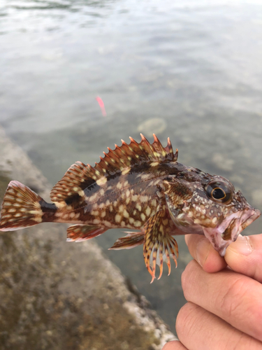 ガシラの釣果