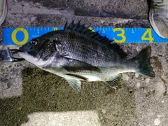 クロダイの釣果