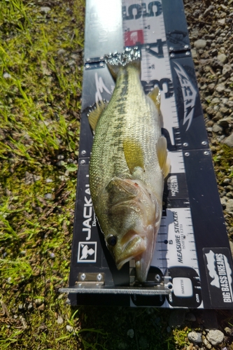 ラージマウスバスの釣果