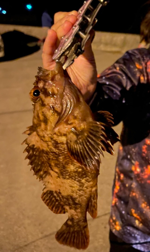 タケノコメバルの釣果