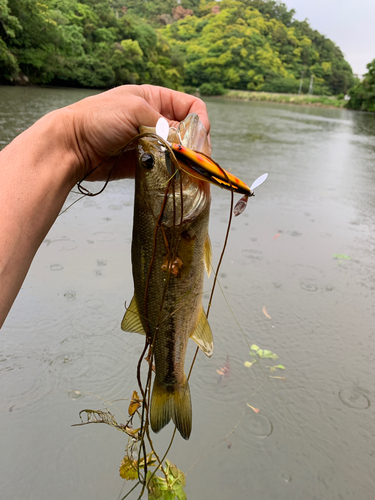 ラージマウスバスの釣果