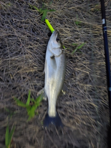 セイゴ（マルスズキ）の釣果