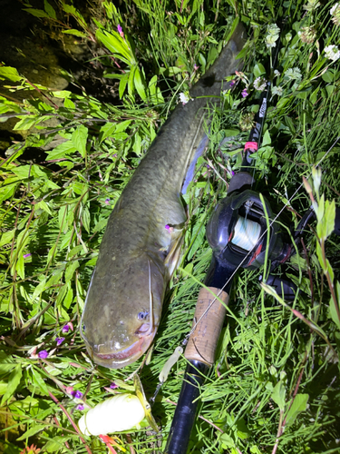 ナマズの釣果