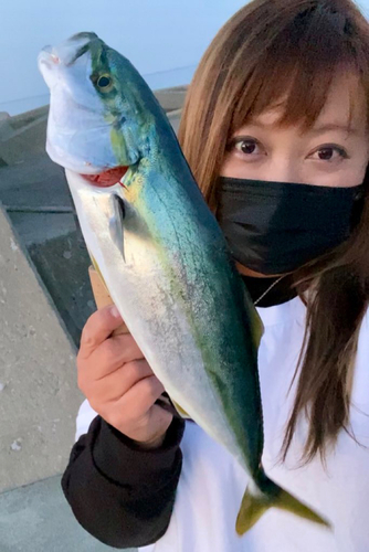 イナダの釣果